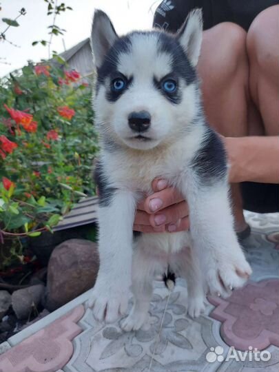 Щенки сибирской хаски