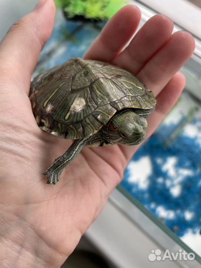 Красноухая черепаха с аквариумом