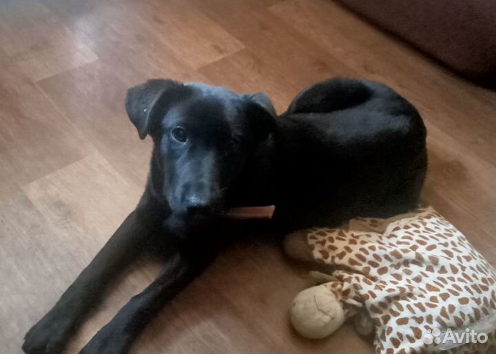 Отдам в добрые руки