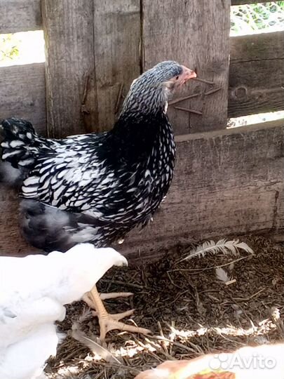 Молодые петушки