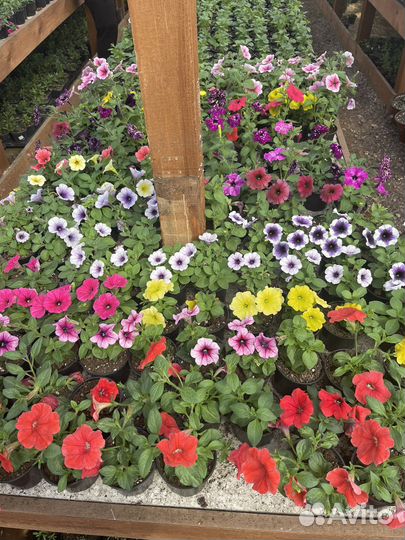 Гибриды вегетативной петунии, калибрахоа, петхоа