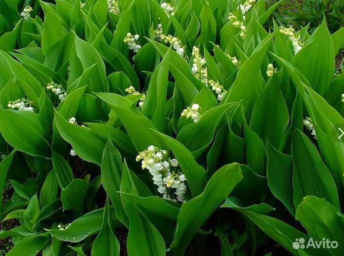 Сныть пестролистная. Ландыши. Многолетники