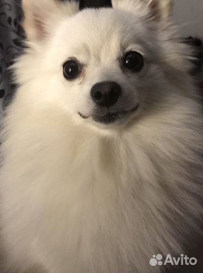 Щенки шпица