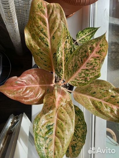 Аглаонема Оранж голд стар