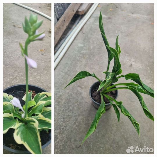 Многолетнии цветы для сада