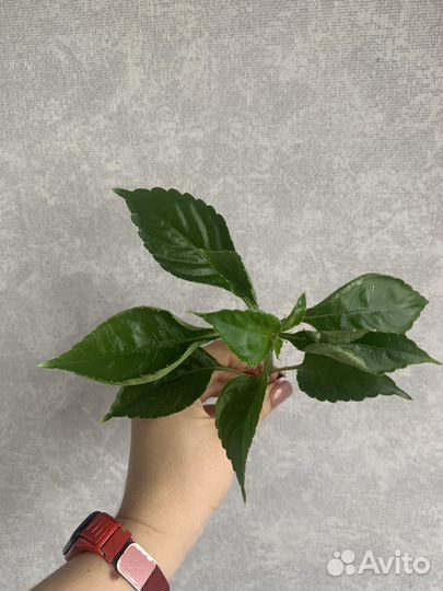 Бальзамин ванька мокрый