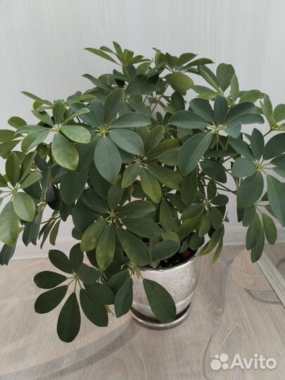Комнатное растение шеффлера