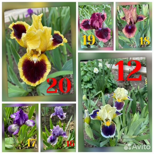 Ирисы карликовые