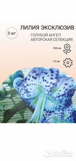 Луковицы лилии тигровой 4 сорта