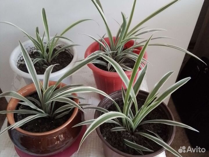 Хлорофитум полосатый в горшках