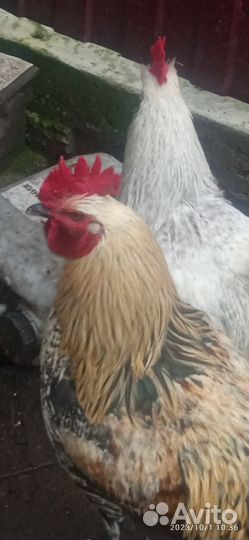 Петух кучинский