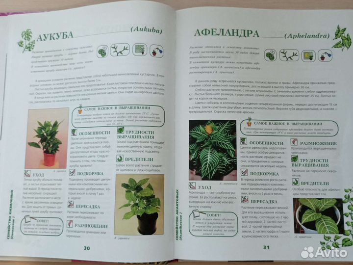 Энциклопедия комнатных растений