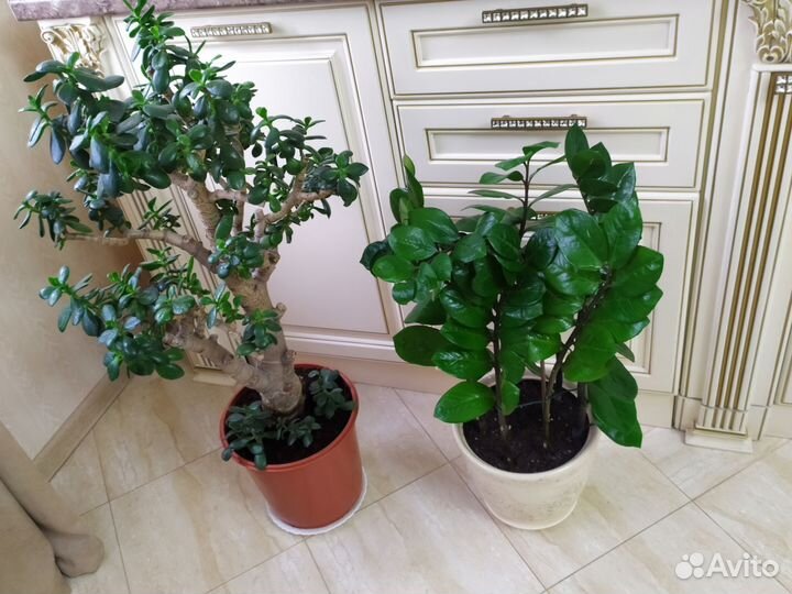 Замиокулькас, денежное дерево