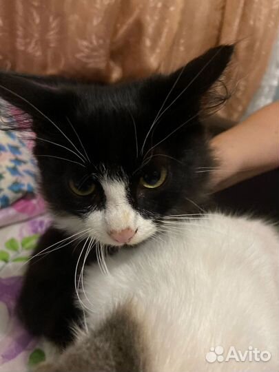 Кошка в дар