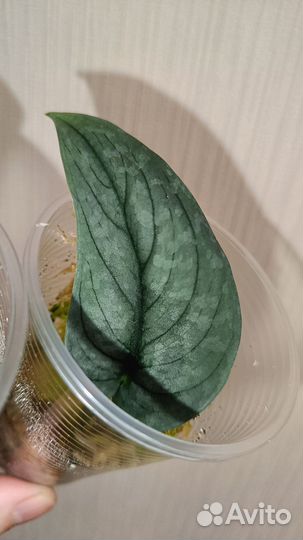 Сциндапсус Green Veine/ Bird wing