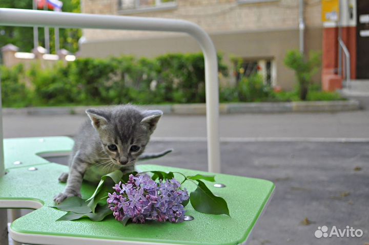 Котенок Коржик в поисках дома