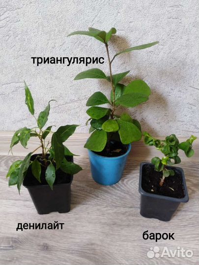 Сортовые фикусы