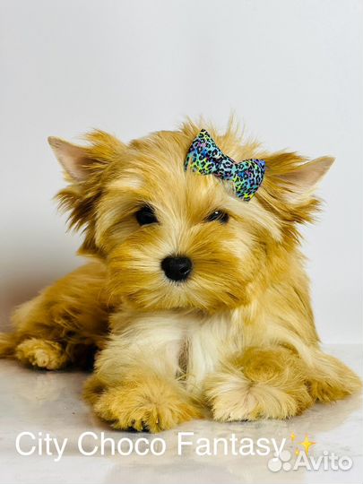 Золотая мини девочка йорк