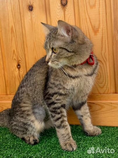 Кошка 3 года стерилизована