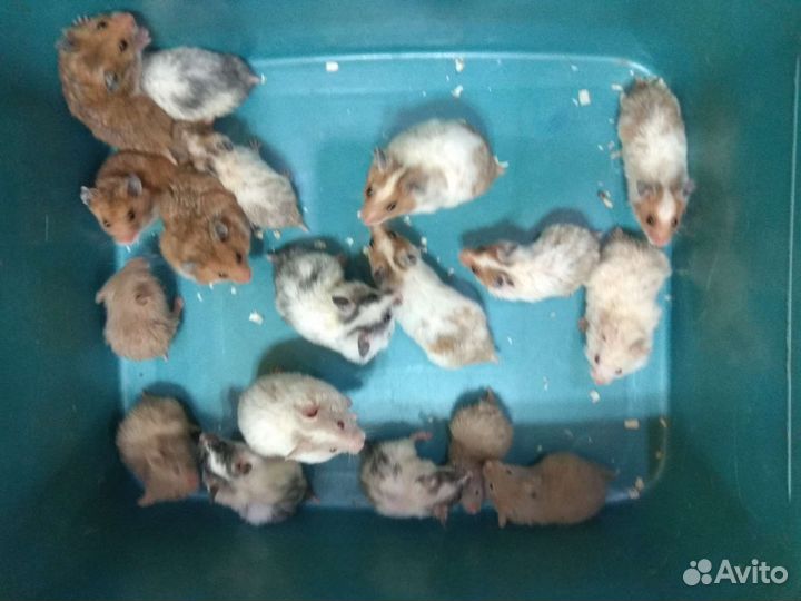 Сирийские хомячата на подарки