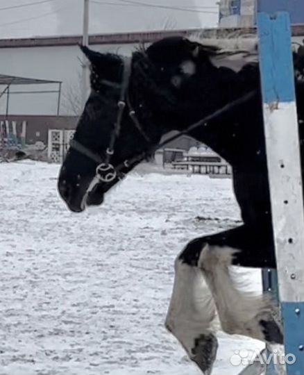 Уздечка для лошади full