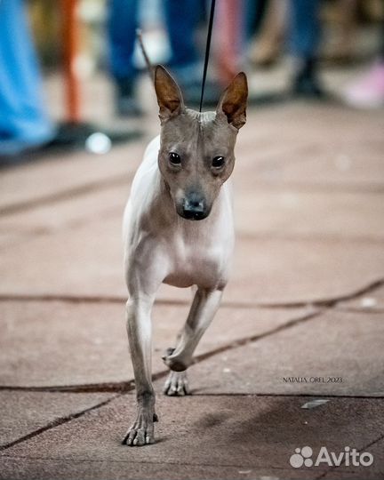 Вязка с чемпионом агт