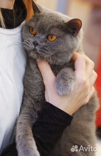 Кошка в добрые руки
