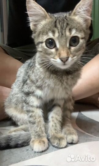 Кошечка в добрые руки