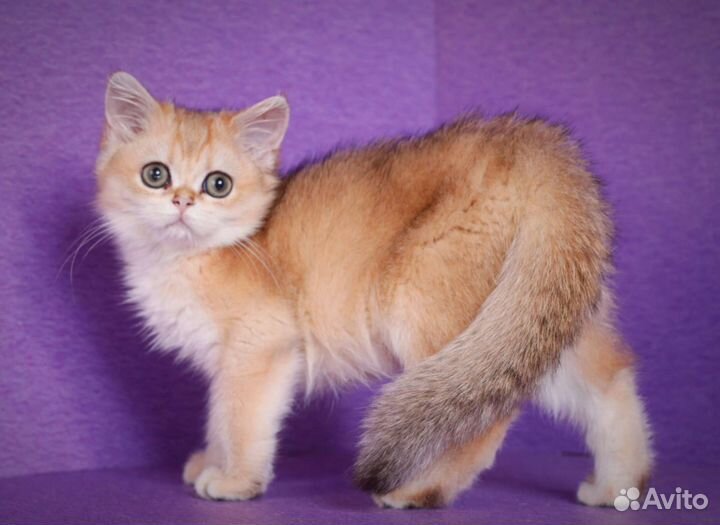 Плюшевые золотые любимцы