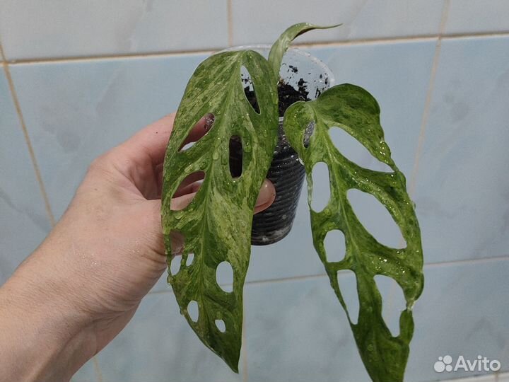 Филодендрон