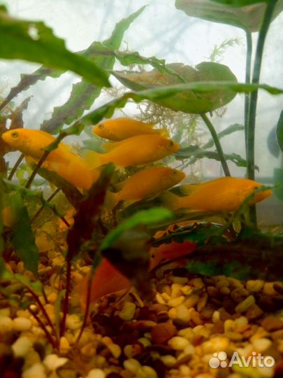 Аквариумные рыбки