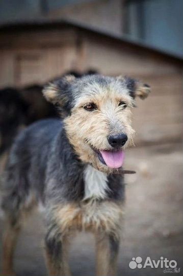 Собака в добрые руки