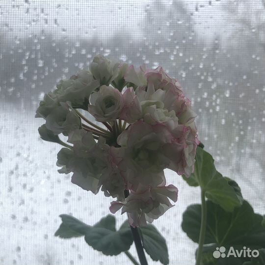 Герань пеларгония розебудная