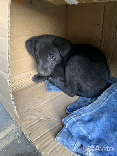 Собака в добрые руки отдам бесплатно