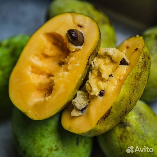 Азимина (Банановое дерево) семена