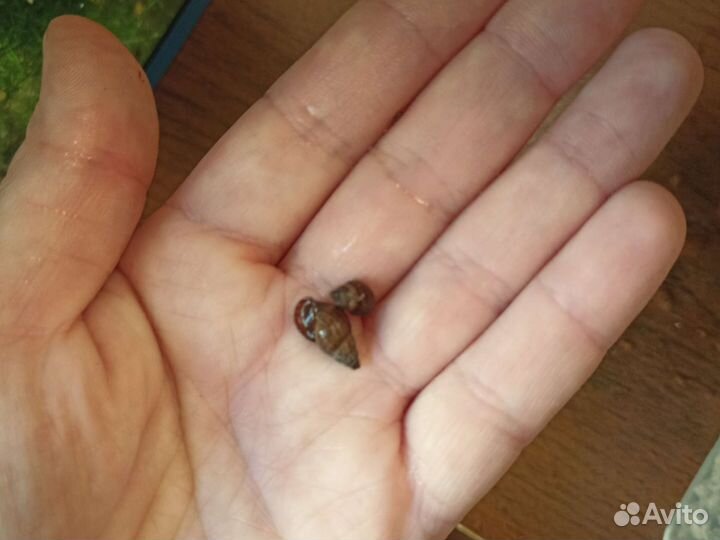 Аквариумное растение