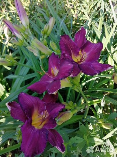 Лилейники сортовые много