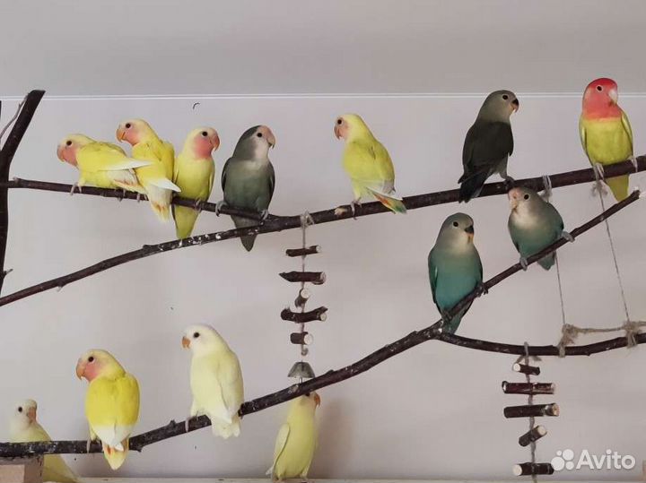 Попугай неразлучник птенцы домаш. выводка