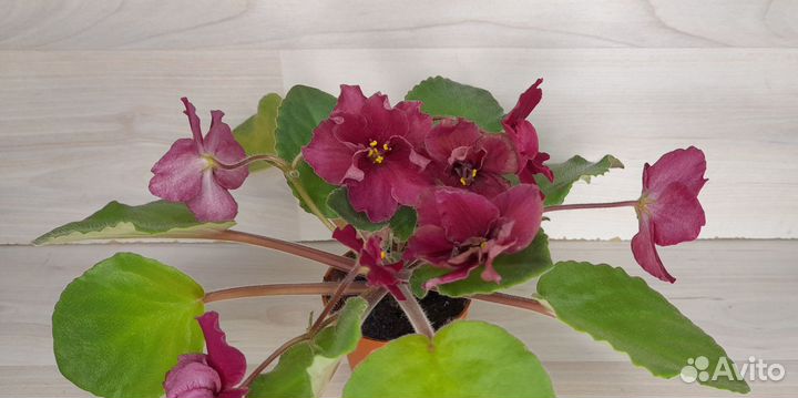 Фиалки цветущие