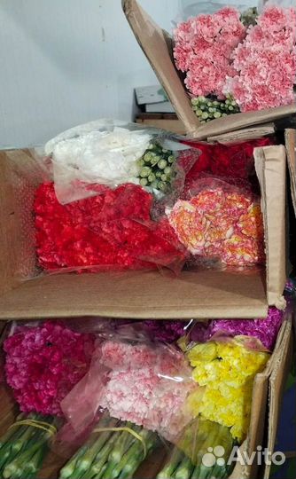 Гвоздика цветы