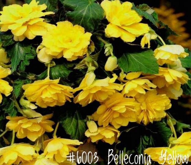 Бегония Махровая Ампельная Begonia Belleconia