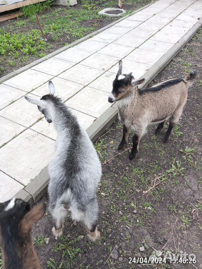 Коза дойная молочная и козлята