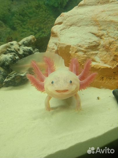 Аксолотли (Лунтики)