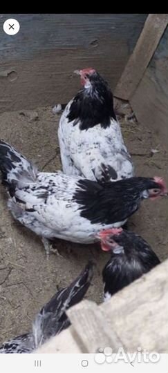 Куры петухи