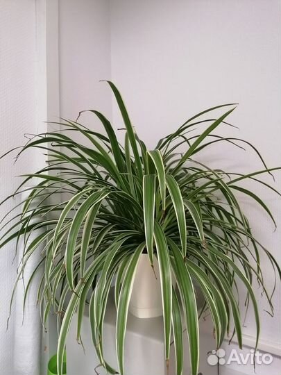 Хлорофитум лаксум