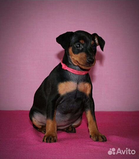 Цвергпинчер