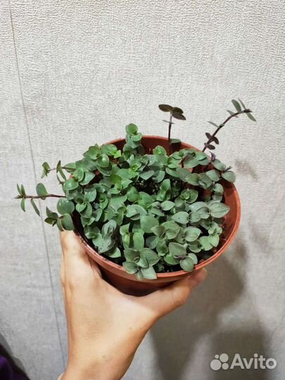 Каллизия розовая пантера и зелёная