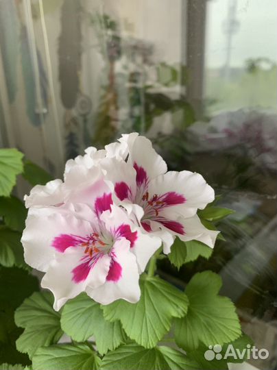 Пеларгония герань