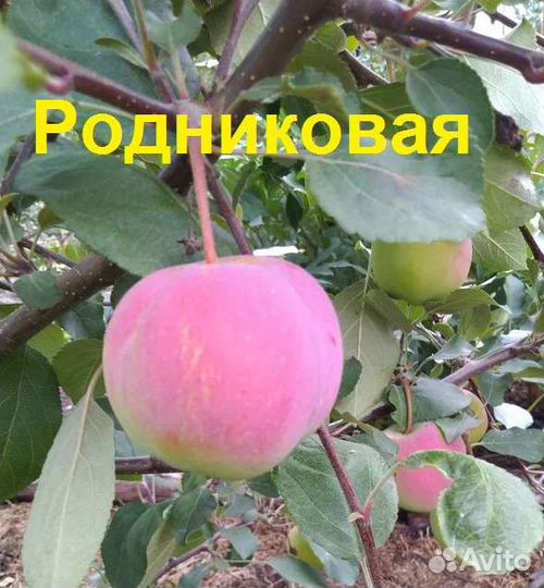 Саженцы яблони