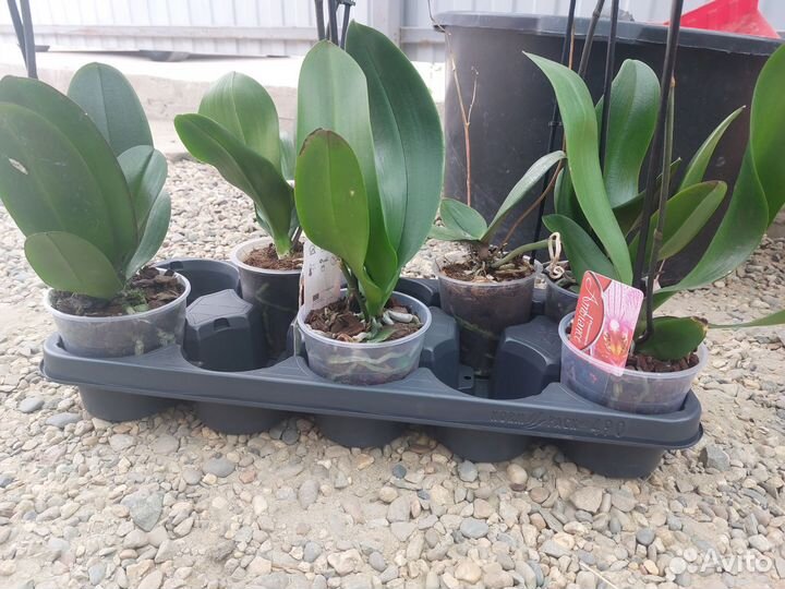 Орхидея фаленопсис отцвевшие